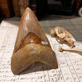 Megalodon tooth fossil-...