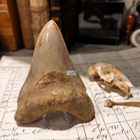 Megalodon tooth fossil-...