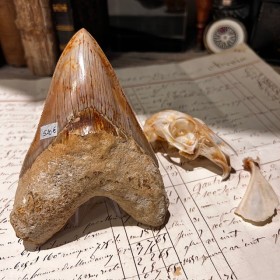 Megalodon tooth fossil-...