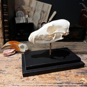 Fox Skull on base - Vulpes...