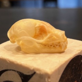 Bat skull - Cynopterus sphinx