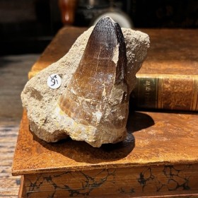 Fossil Teeth: Mosasaur - 66...