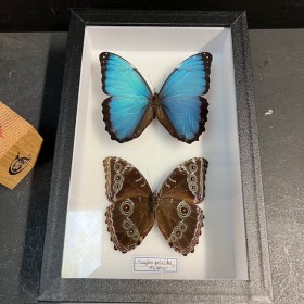 Morpho peleides -...