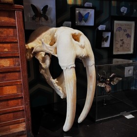 Walrus skull - Odobenus...