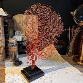 copy of Orange lace sea fan...