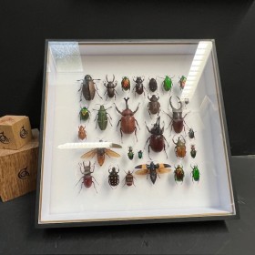 Beetles - Entomological...