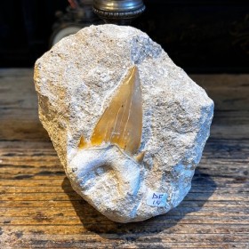 Shark tooth fossil - Otodus...