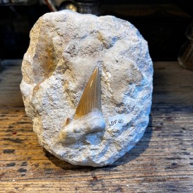 Shark tooth fossil - Otodus...