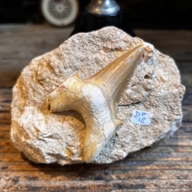 Shark tooth fossil - Otodus...