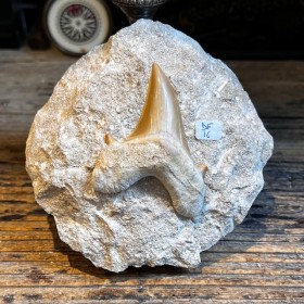 Shark tooth fossil - Otodus...