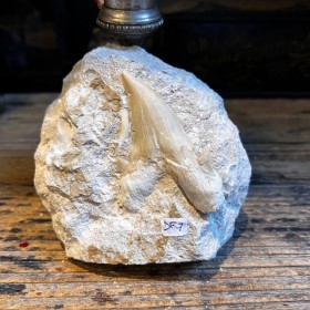 Shark tooth fossil - Otodus...