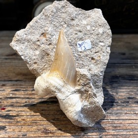 Shark tooth fossil - Otodus...