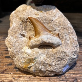 Shark tooth fossil - Otodus...