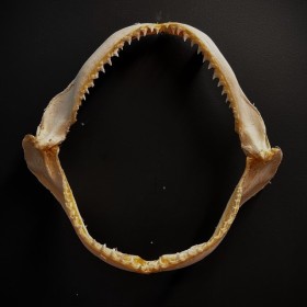 Hardnose shark jaw -...