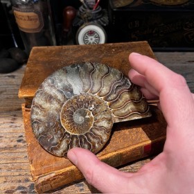 Ammonite sciée de...