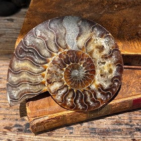 Ammonite sciée de...