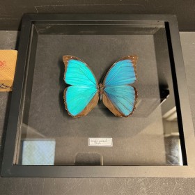 Papillon Morpho godarti...