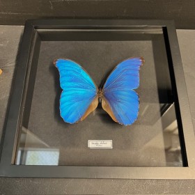 Papillon Morpho Didius sur...