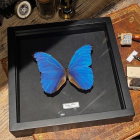 Morpho Didius butterfly -...