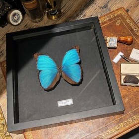 Papillon Morpho godarti...