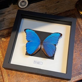 Morpho Didius butterfly -...