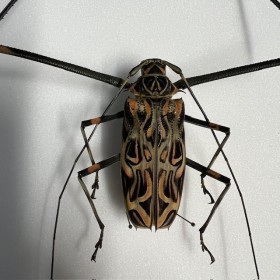 Harlequin beetle -...