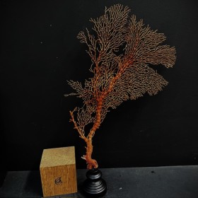 Orange lace sea fan on a...