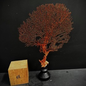 Orange lace sea fan on a...