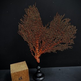 Orange lace sea fan on a...