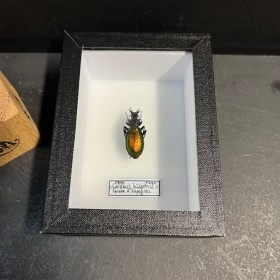 Entomological box - Scarab...