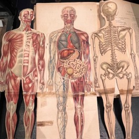 Human body - Anatomy and...