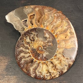 Large sawn ammonite from...