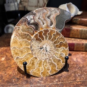 Ammonite sciée de...