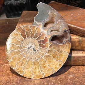 Ammonite sciée de...