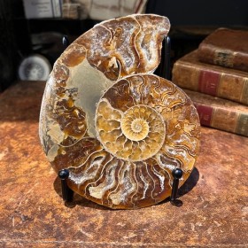 Ammonite sciée de...