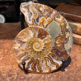 Ammonite sciée de...