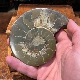 Ammonite sciée de...