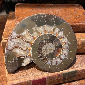 Ammonite sciée de...