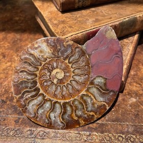 Ammonite sciée de...