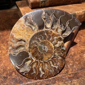 Ammonite sciée de...