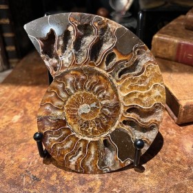 Ammonite sciée de...