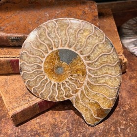 Ammonite sciée de...