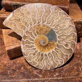 Ammonite sciée de...