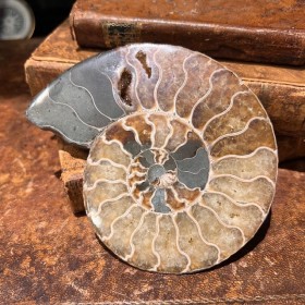 Ammonite sciée de...