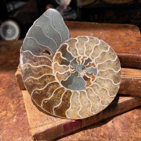 Ammonite sciée de...