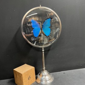 Morpho DIdius butterfly -...