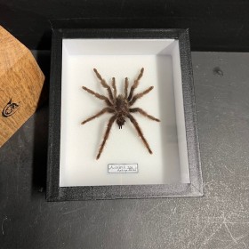 Mygale Avicularia spp -...