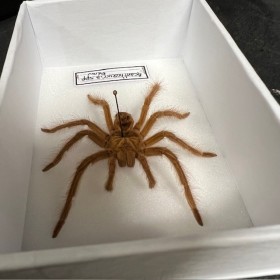 Acanthoscuria spider -...