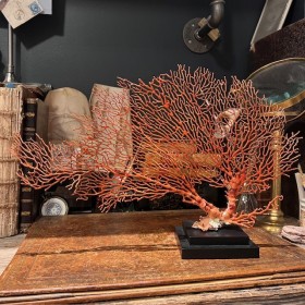 Orange lace sea fan on a...