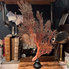 Orange lace sea fan on a...